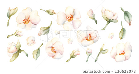 Little White Flowers with leaves Peach Apple Blossom Blooming Watercolor hand drawn floral illustration isolated on white background for home textile fresh fabric cosmetic package porcelain crockery Little White Flowers with leaves Peach Apple Blossom Blooming Watercolor hand drawn floral illustration isolated on white background for home textile fresh fabric cosmetic package porcelain crockery 130622078