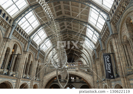 The blue whale skeleton named Hope is the iconic centrepiece of Hintze Hall at the Natural History Museum. The blue whale skeleton named Hope is the iconic centrepiece of Hintze Hall at the Natural History Museum. 130622119