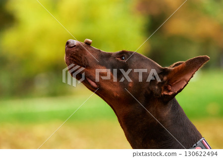 Doberman Balancing Treat On Nose Outdoors With Green Background Doberman Balancing Treat On Nose Outdoors With Green Background 130622494