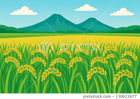 Rice before harvest, rice field, vector 130622677