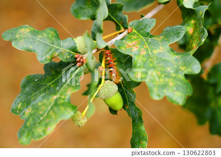 Oak tree branch with green ripening acorns and caterpillar on leaf close-up Oak tree branch with green ripening acorns and caterpillar on leaf close-up 130622803