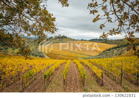 Autumn vineyard in Chianti, Tuscany, showcasing the golden hues of the season Autumn vineyard in Chianti, Tuscany, showcasing the golden hues of the season 130622831