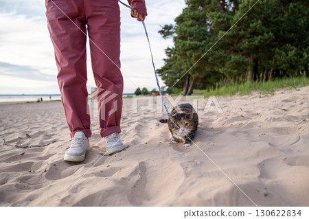 Scowling angry cat on leash walk on sand look at camera. Feline displeasure, pet resistance behavior 130622834