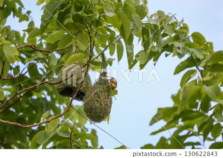The yellow bird on Build nest from dry stick hay in nature 130622843