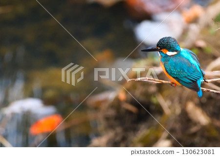 Kingfishers coexisting in the city 130623081