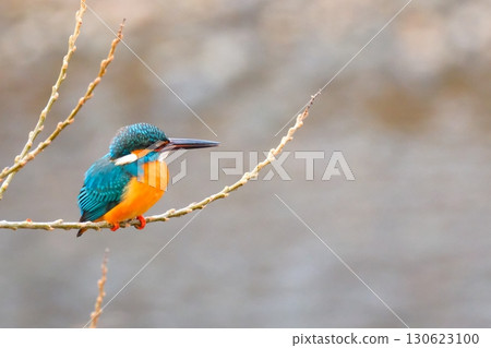 Kingfishers coexisting in the city 130623100