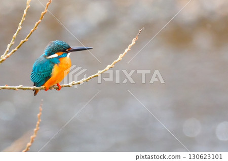 Kingfishers coexisting in the city 130623101