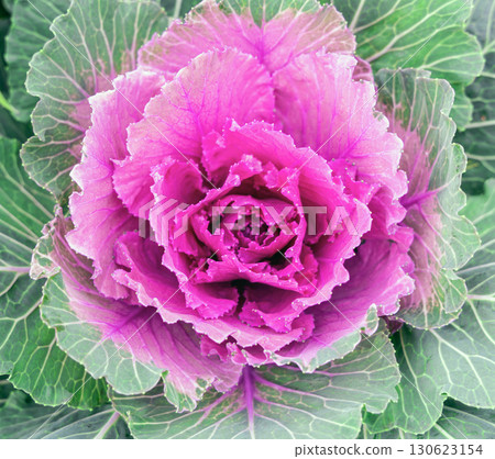 Beautiful fresh violet Cabbage plant leaves background Beautiful fresh violet Cabbage plant leaves background 130623154