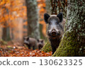 Wild boar with piglets in autumn forest among fallen leaves and trees covered with moss  130623325
