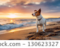 Jack russell terrier dog on evening sandy sea beach against sunset background 130623327