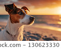 Young Jack russell terrier dog close up on the beach with sunset light 130623330