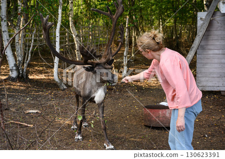 Blonde woman feeding young reindeer in forest clearing with birch trees in Karelia, Russia, travel and nature concept 130623391
