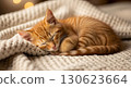 cute ginger cat lying on bed 130623664