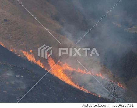Burning Slopes - Land Memories Inscribed in the Burning of Fir Trees 130623731