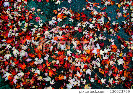Ground covered with golden leaves of maple with green, red, orange and gold of autumn and fall in BC, Canada Ground covered with golden leaves of maple with green, red, orange and gold of autumn and fall in BC, Canada 130623769