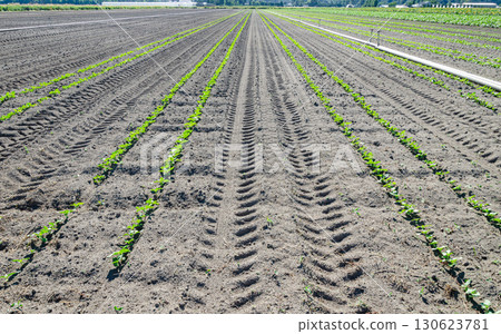 Sunflower cultivation in a flower farm in the Fraser Valley, BC, Canada 130623781