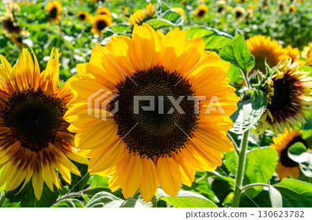 Sunflower cultivation in a flower farm in the Fraser Valley, BC, Canada 130623782