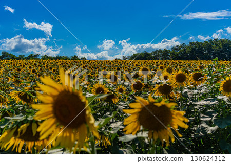夏季北海道北龍的向日葵田 130624312