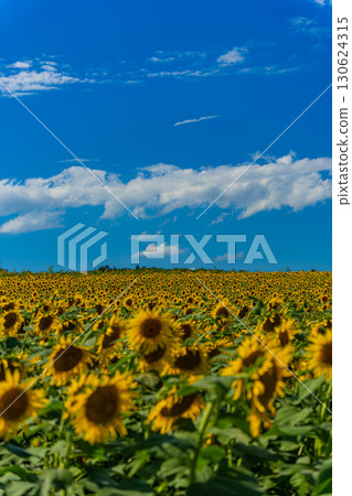 Sunflower fields in Hokuryu, Hokkaido in summer 130624315