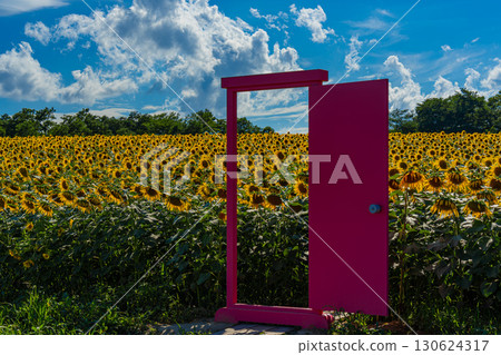 Sunflower fields in Hokuryu, Hokkaido in summer 130624317