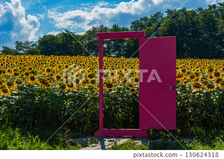 Sunflower fields in Hokuryu, Hokkaido in summer 130624318