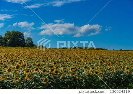 夏季北海道北龍的向日葵田 130624319