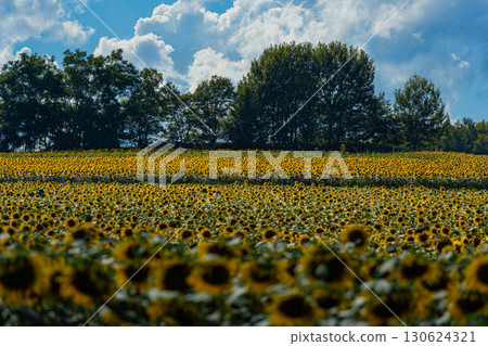 Sunflower fields in Hokuryu, Hokkaido in summer 130624321