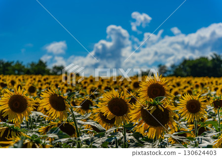 Sunflower fields in Hokuryu, Hokkaido in summer 130624403
