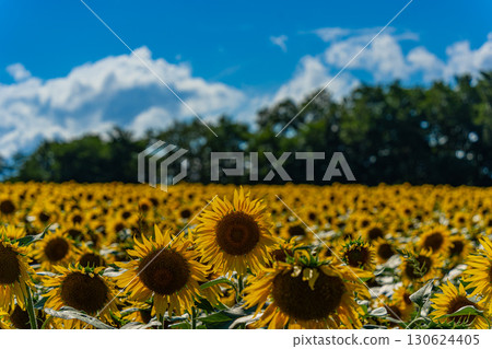 夏季北海道北龍的向日葵田 130624405