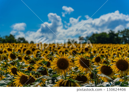 夏季北海道北龍的向日葵田 130624406