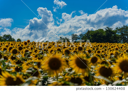 Sunflower fields in Hokuryu, Hokkaido in summer Sunflower fields in Hokuryu, Hokkaido in summer 130624408