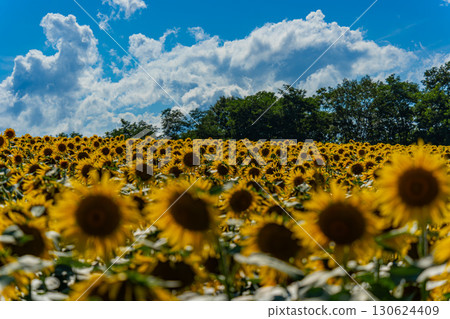 Sunflower fields in Hokuryu, Hokkaido in summer 130624409