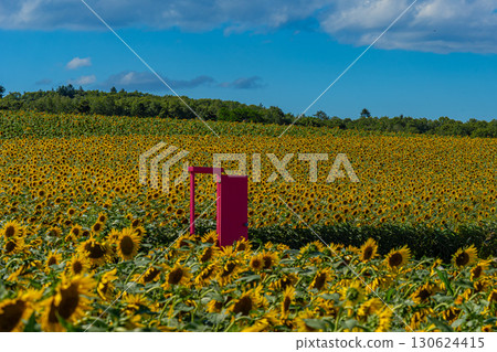 夏季北海道北龍的向日葵田 130624415