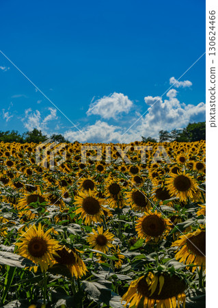 夏季北海道北龍的向日葵田 130624466
