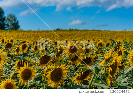 Sunflower fields in Hokuryu, Hokkaido in summer 130624471