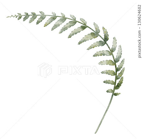 Fern watercolor illustration. Drawing of green forest leaf on isolated background for woodland projects, seasonal compositions, or rustic natural designs. Art of plant for natural projects. Fern watercolor illustration. Drawing of green forest leaf on isolated background for woodland projects, seasonal compositions, or rustic natural designs. Art of plant for natural projects. 130624682