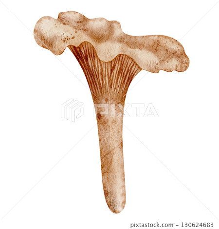Watercolor illustration of Chanterelle Mushroom. Drawing of forest Fungi on isolated background. Art of woodland fugus for autumn greeting cards or invitations. Sketch for seasonal menu and recipe. Watercolor illustration of Chanterelle Mushroom. Drawing of forest Fungi on isolated background. Art of woodland fugus for autumn greeting cards or invitations. Sketch for seasonal menu and recipe. 130624683
