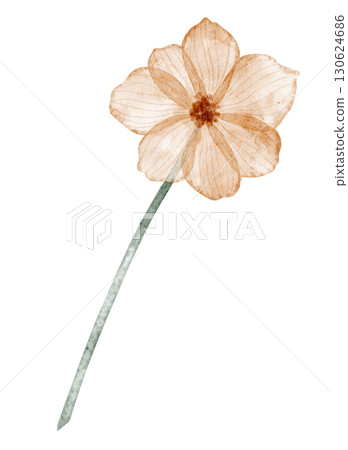 Watercolor illustration of beige Flower with long stem and transparent petals on isolated background. Floral drawing for spring and summer design. Botanical art for wedding invitations or greetings. Watercolor illustration of beige Flower with long stem and transparent petals on isolated background. Floral drawing for spring and summer design. Botanical art for wedding invitations or greetings. 130624686