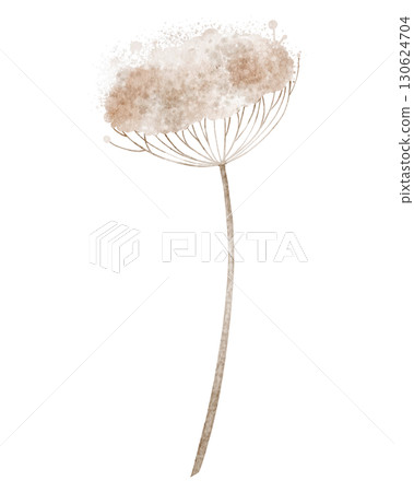 Botanical element with long stem and delicate dried flower head painted by watercolor. Illustration of forest plant on isolated background. Floral art for seasonal decorations, or nature designs. 130624704