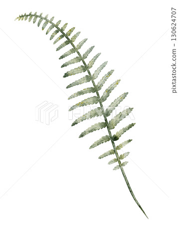 Watercolor illustration of green Fern leaf. Drawing of isolated botanical element for forest projects, seasonal compositions, or rustic natural designs. Art of woodland plant for natural projects. Watercolor illustration of green Fern leaf. Drawing of isolated botanical element for forest projects, seasonal compositions, or rustic natural designs. Art of woodland plant for natural projects. 130624707