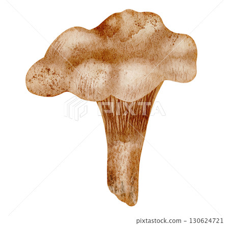 Chanterelle mushroom painted in watercolor. Illustration of edible woodland fungus. Driving of autumn fungi for seasonal and cooking books design. Art of woodland plant on isolated background. Chanterelle mushroom painted in watercolor. Illustration of edible woodland fungus. Driving of autumn fungi for seasonal and cooking books design. Art of woodland plant on isolated background. 130624721