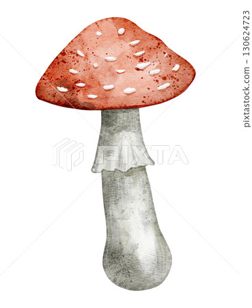 Fly agaric mushroom with red spotted cap painted in watercolor. Illustration of forest autumn fungus. Drawing of Toadstool on isolated background. Art of fall poisonous fungi for fall invitations. 130624723