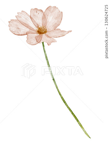 Flower with pink petals painted in watercolor. Floral illustration of spring blooming plant for wedding greeting cards or invitations. Drawing of herb in pastel colors on isolated background. Flower with pink petals painted in watercolor. Floral illustration of spring blooming plant for wedding greeting cards or invitations. Drawing of herb in pastel colors on isolated background. 130624725
