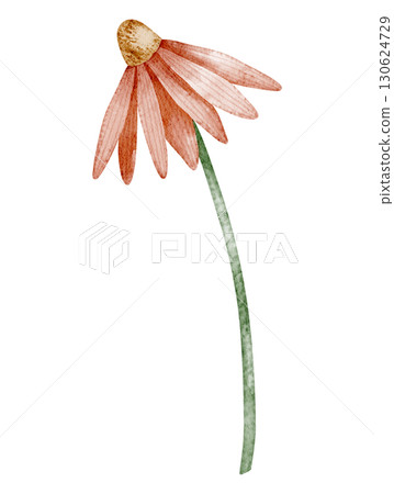 Watercolor Daisy Flower with pink petals on a green stem. Floral Illustration of Echinacea on isolated background. Drawing of blooming plant for botanical compositions and garden projects. 130624729