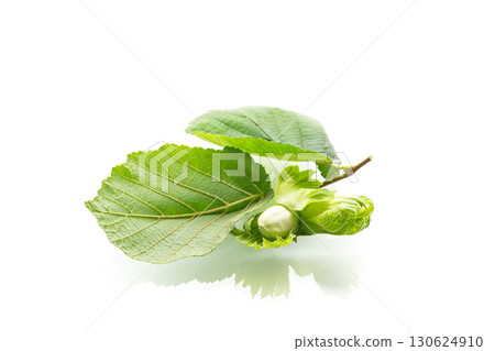 Organic raw hazelnut fruit on white background 130624910