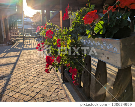Flowerpots with red geraniums on black wooden fence in a traditional Serbian village. Rural decoration and charm. 130624999