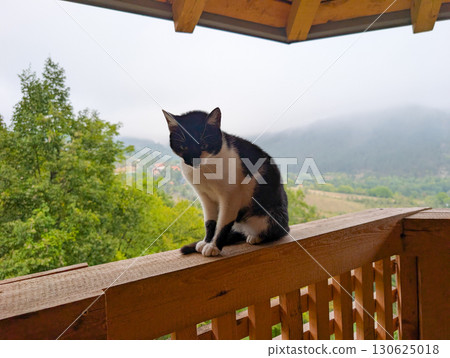 Cat on balcony railing against foggy mountains and forest. Village tranquility, countryside life, and serene moment. 130625018