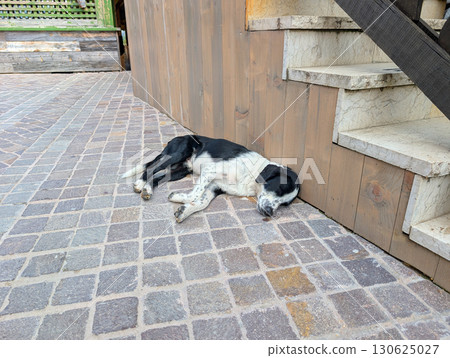 Black and white dog sleeping on stone pavement under stairs. Domestic animal resting in outdoor environment. Black and white dog sleeping on stone pavement under stairs. Domestic animal resting in outdoor environment. 130625027