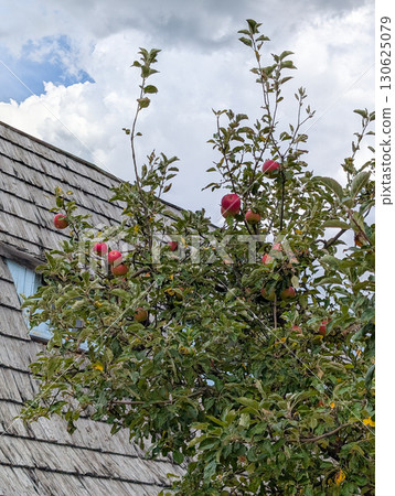 Apple tree with fruits near rustic roof. Nature, countryside lifestyle, agriculture and rural heritage. Apple tree with fruits near rustic roof. Nature, countryside lifestyle, agriculture and rural heritage. 130625079