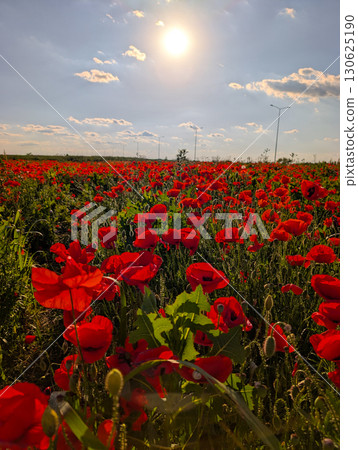 A wide field of red poppies under a bright summer sky at sunset. Natural abundance, wildflower beauty, and rural landscape filled with vibrant seasonal flora. A wide field of red poppies under a bright summer sky at sunset. Natural abundance, wildflower beauty, and rural landscape filled with vibrant seasonal flora. 130625190